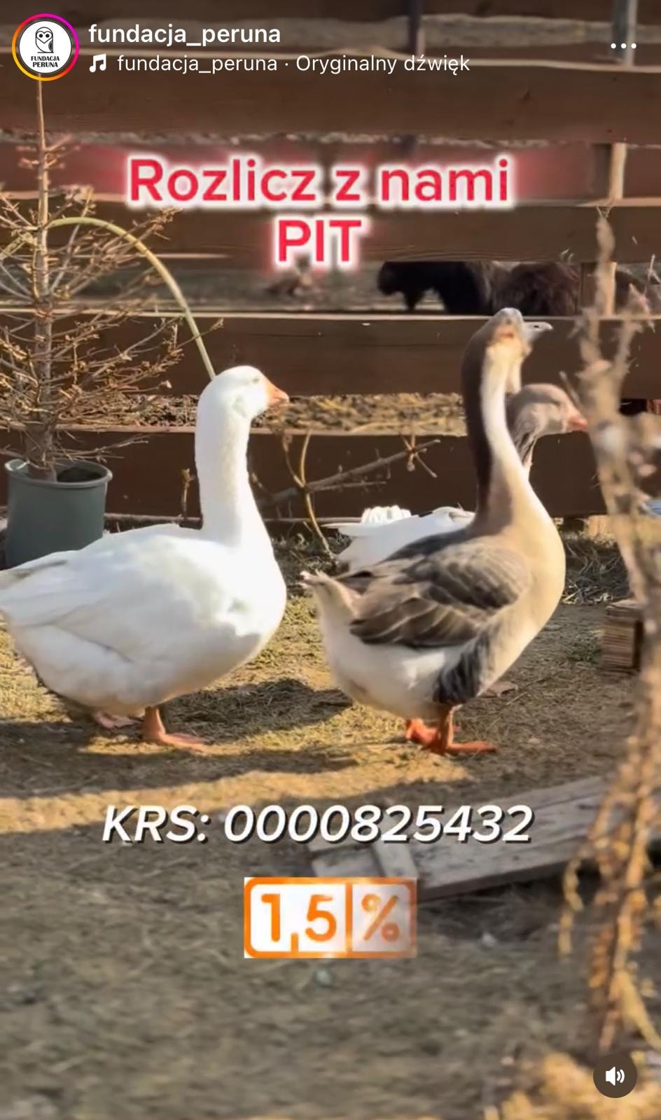 Fundacja Peruna – rolka promująca kampanię 1,5%. Źródło: https://www.instagram.com/reel/DGTmESpo9aQ/?igsh=bzdqNWhzMjVvNWpu