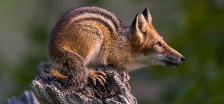 Wolontariat hybrydowy
